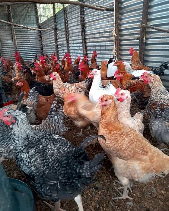 Our mixed flock of kienyeji hens and cocks in the poultry house