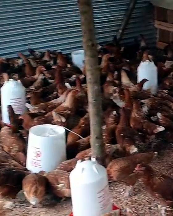 Brown laying hens around the drinkers in the layer house